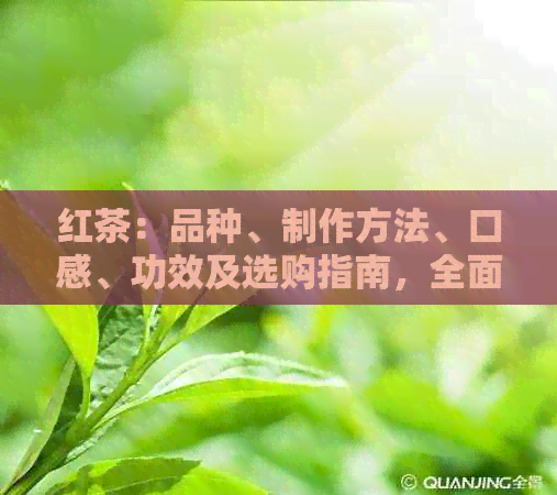 红茶：品种、制作方法、口感、功效及选购指南，全面了解红茶的各个方面