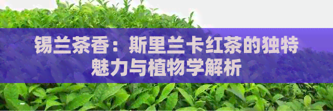 锡兰茶香：斯里兰卡红茶的独特魅力与植物学解析