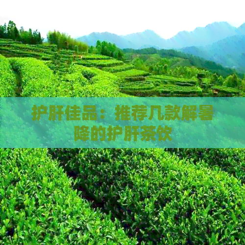 护肝佳品：推荐几款解暑降的护肝茶饮