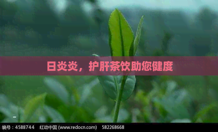 日炎炎，护肝茶饮助您健度