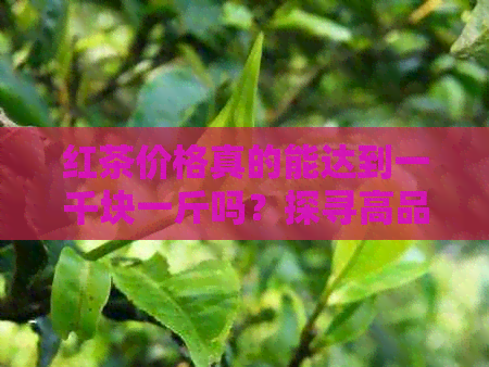 红茶价格真的能达到一千块一斤吗？探寻高品质红茶的真实价值与市场现状