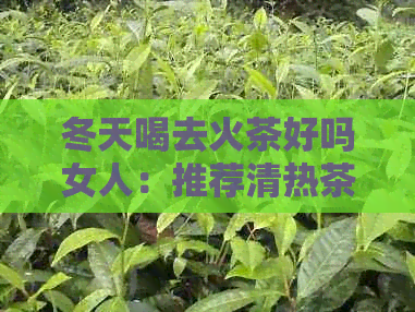 冬天喝去火茶好吗女人：推荐清热茶饮