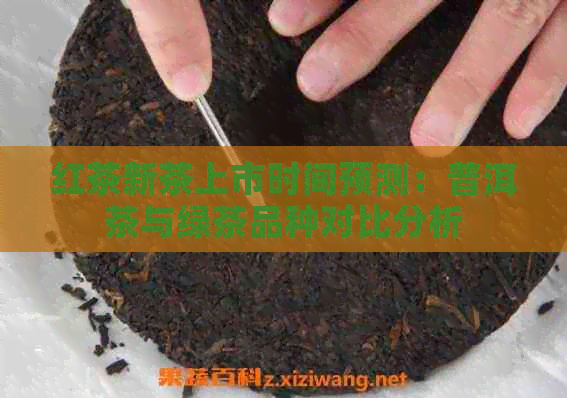 红茶新茶上市时间预测：普洱茶与绿茶品种对比分析