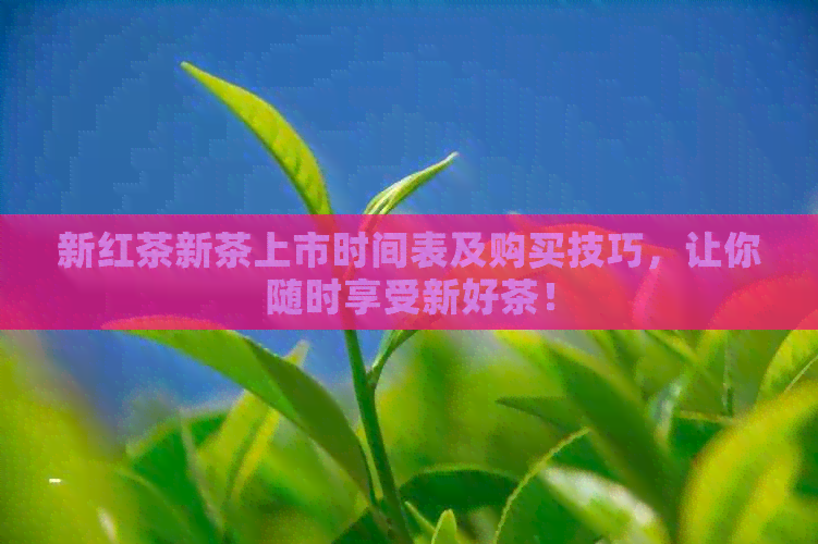 新红茶新茶上市时间表及购买技巧，让你随时享受新好茶！