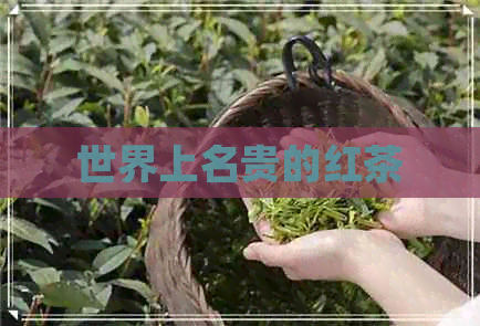 世界上名贵的红茶