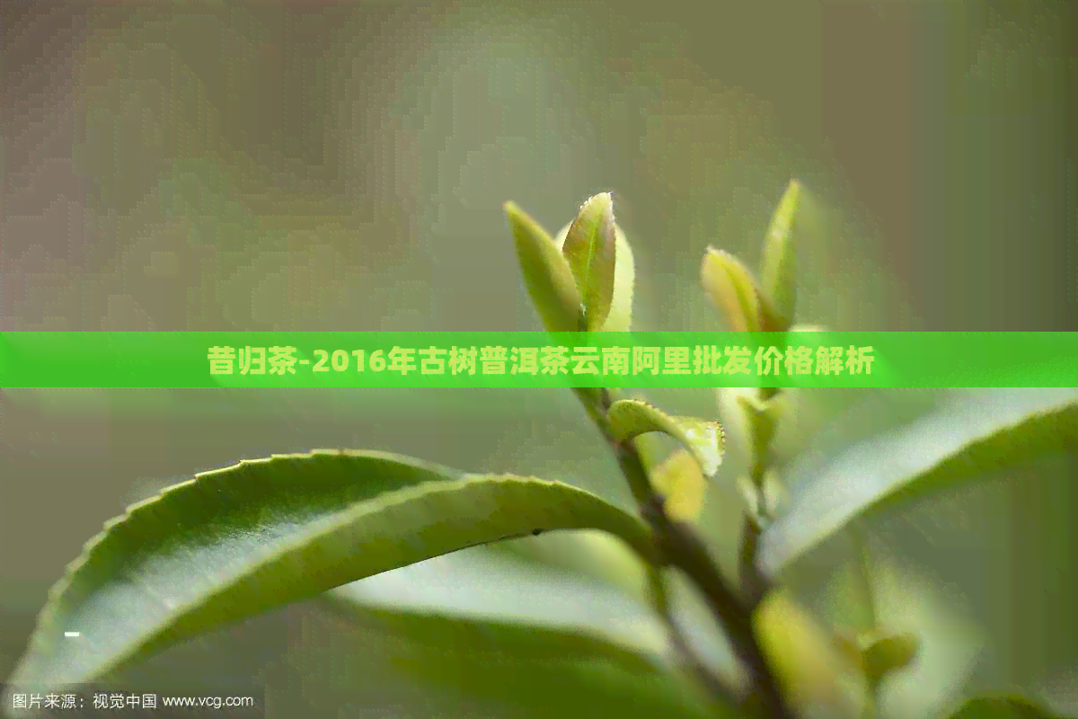 昔归茶-2016年古树普洱茶云南阿里批发价格解析