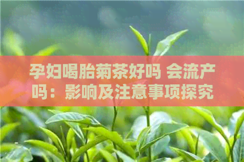 孕妇喝胎菊茶好吗 会流产吗：影响及注意事项探究