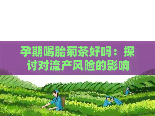 孕期喝胎菊茶好吗：探讨对流产风险的影响