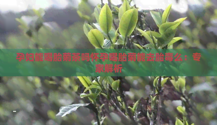 孕妇能喝胎菊茶吗怀孕喝胎菊能去胎么：专家解析