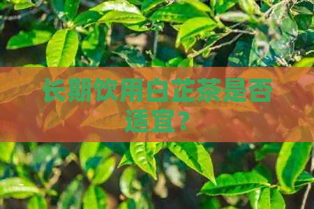 长期饮用白芷茶是否适宜？