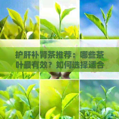 护肝补肾茶推荐：哪些茶叶最有效？如何选择适合自己的茶品？