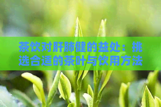 茶饮对肝肺健的益处：挑选合适的茶叶与饮用方法