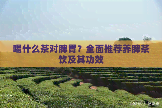 喝什么茶对脾胃？全面推荐养脾茶饮及其功效