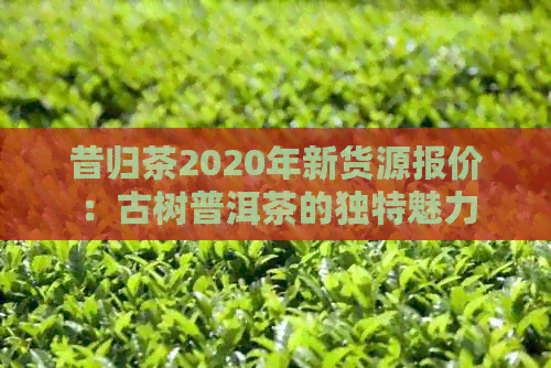 昔归茶2020年新货源报价：古树普洱茶的独特魅力