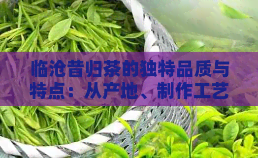 临沧昔归茶的独特品质与特点：从产地、制作工艺到口感的全方位解析