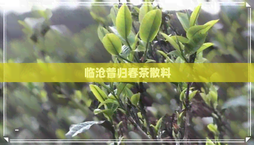 临沧昔归春茶散料