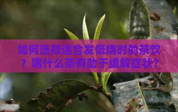 如何选择适合发低烧时的茶饮？喝什么茶有助于缓解症状？