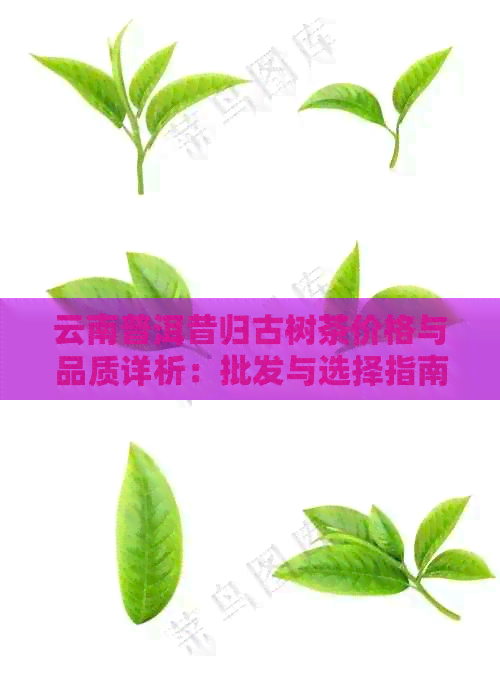 云南普洱昔归古树茶价格与品质详析：批发与选择指南