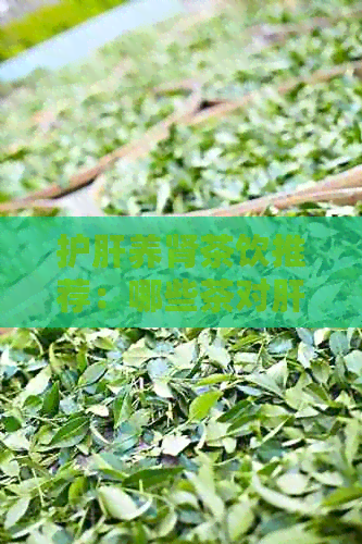 护肝养肾茶饮推荐：哪些茶对肝脏和肾脏有益？