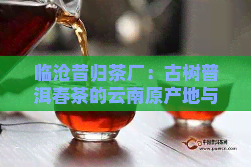 临沧昔归茶厂：古树普洱春茶的云南原产地与品质保证