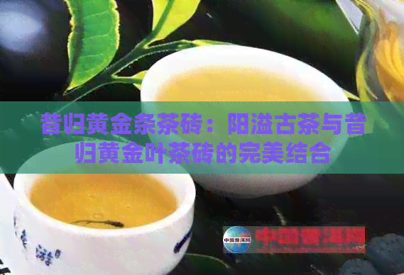 昔归黄金条茶砖：阳溢古茶与昔归黄金叶茶砖的完美结合