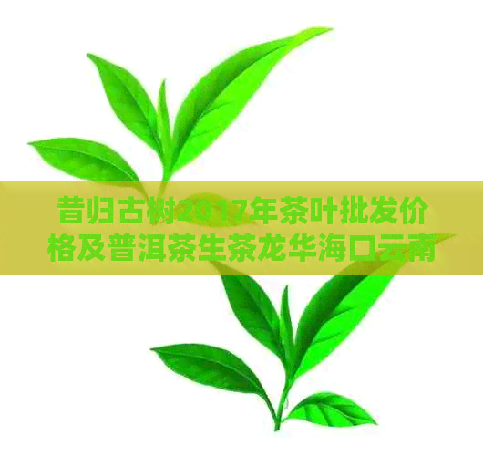 昔归古树2017年茶叶批发价格及普洱茶生茶龙华海口云南商贸行情分析