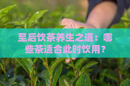 至后饮茶养生之道：哪些茶适合此时饮用？