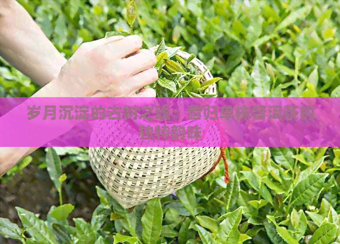 岁月沉淀的古树之魂：昔归单株普洱茶的独特韵味