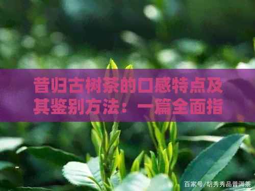 昔归古树茶的口感特点及其鉴别方法：一篇全面指南