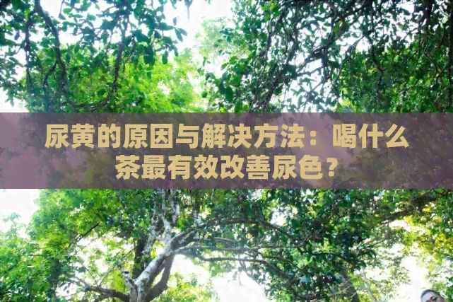 尿黄的原因与解决方法：喝什么茶最有效改善尿色？