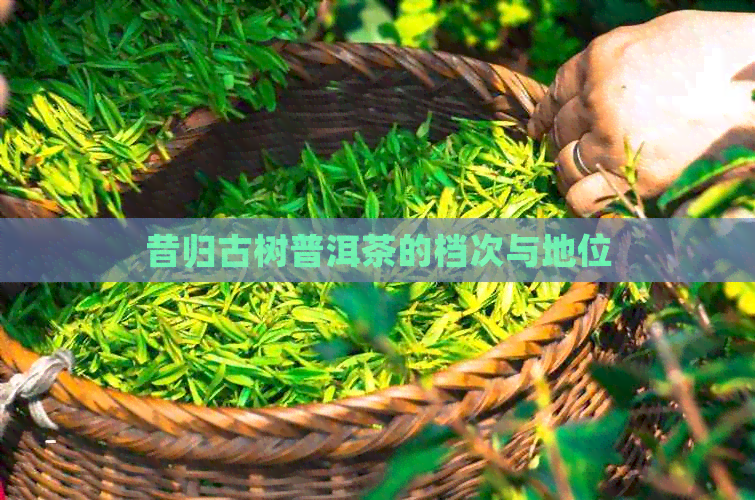 昔归古树普洱茶的档次与地位