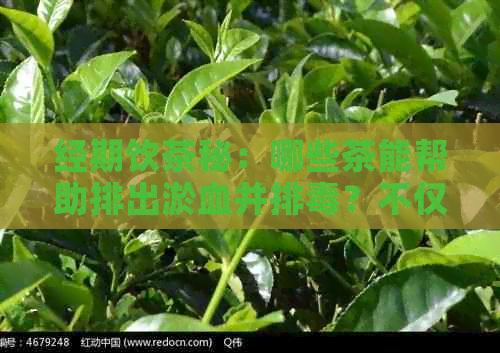 经期饮茶秘：哪些茶能帮助排出淤血并排？不仅有效还健！