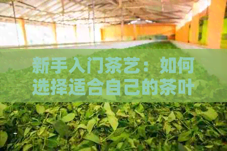 新手入门茶艺：如何选择适合自己的茶叶品种及冲泡方法