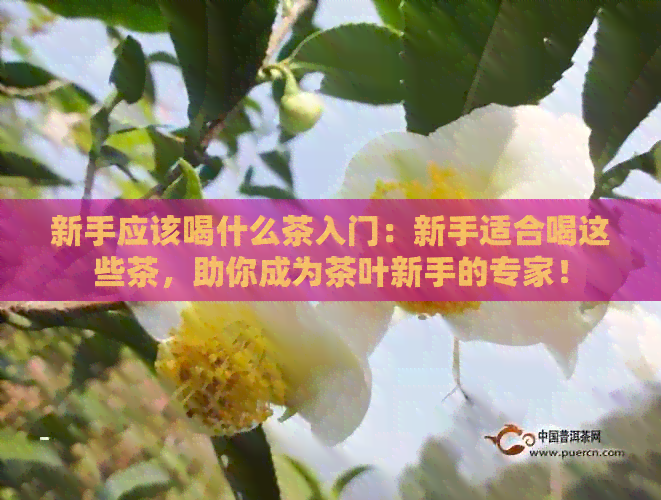 新手应该喝什么茶入门：新手适合喝这些茶，助你成为茶叶新手的专家！