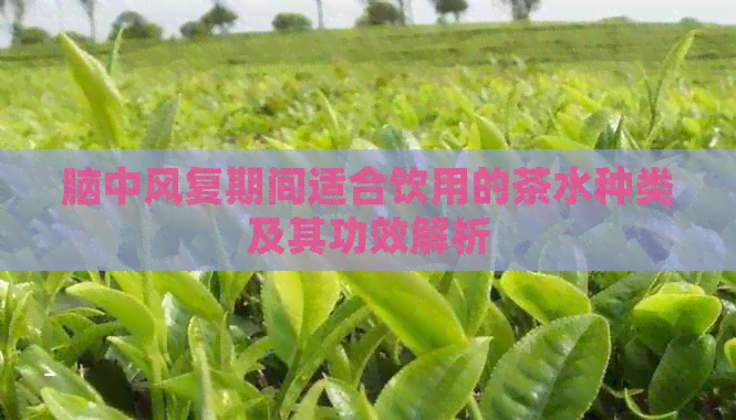 脑中风复期间适合饮用的茶水种类及其功效解析