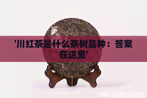 '川红茶是什么茶树品种：答案在这里'