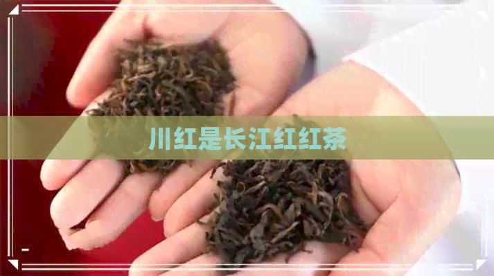 川红是长江红红茶