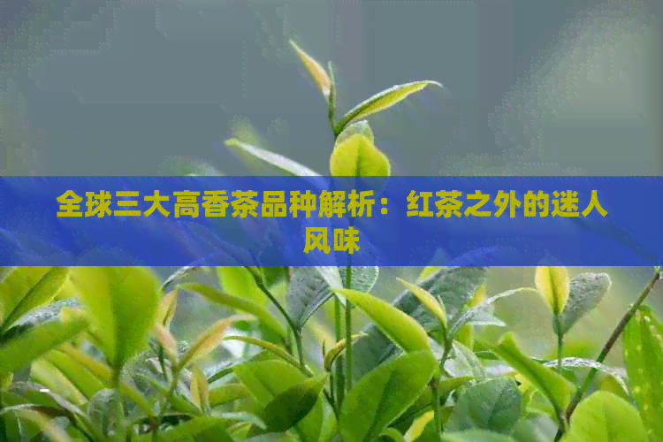 全球三大高香茶品种解析：红茶之外的迷人风味