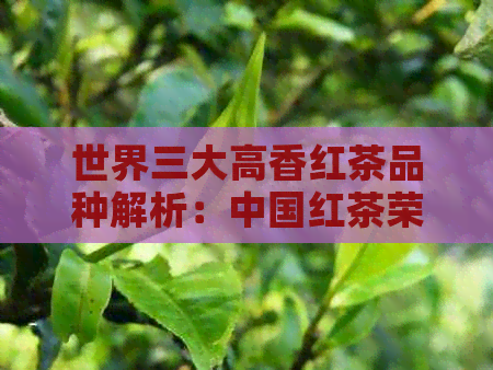 世界三大高香红茶品种解析：中国红茶荣登其中