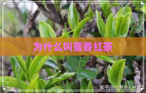 为什么叫蜜香红茶