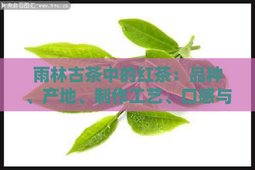 雨林古茶中的红茶：品种、产地、制作工艺、口感与品鉴全解析