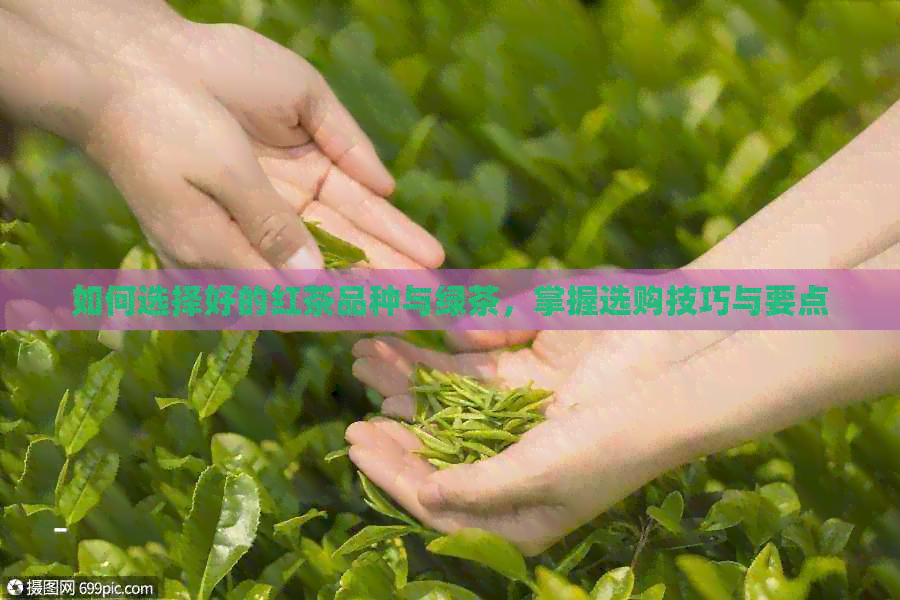 如何选择好的红茶品种与绿茶，掌握选购技巧与要点