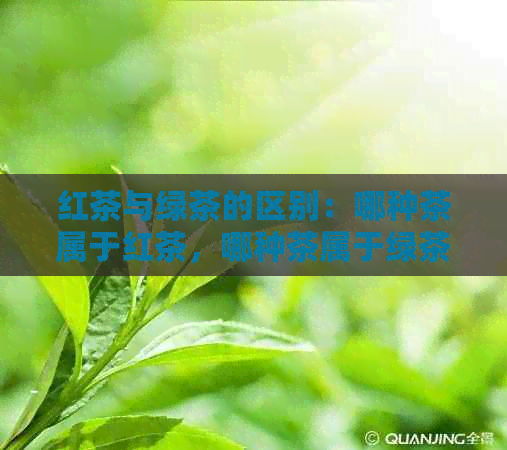 红茶与绿茶的区别：哪种茶属于红茶，哪种茶属于绿茶？