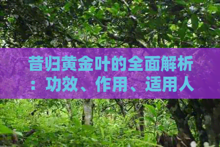 昔归黄金叶的全面解析：功效、作用、适用人群与禁忌，你真的了解吗？