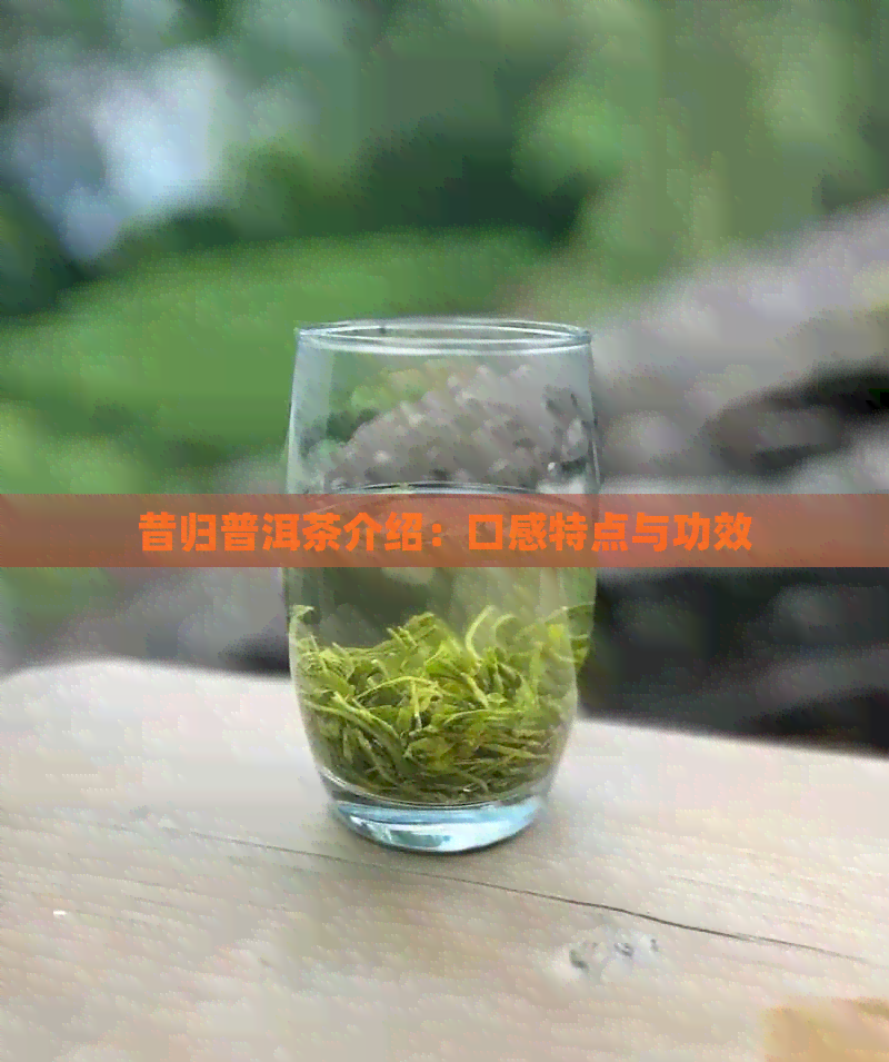 昔归普洱茶介绍：口感特点与功效