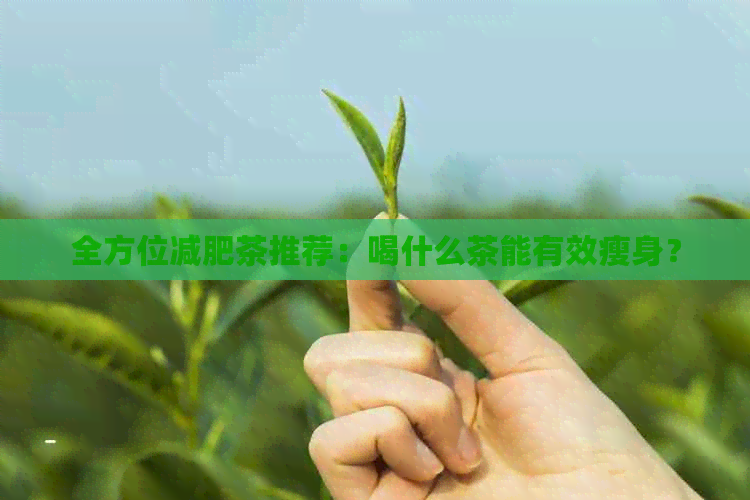 全方位减肥茶推荐：喝什么茶能有效瘦身？