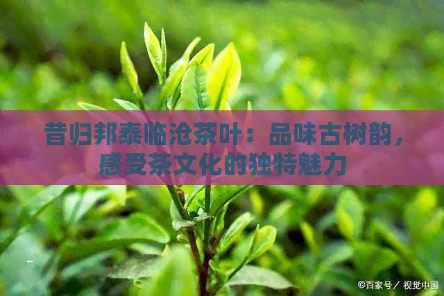 昔归邦泰临沧茶叶：品味古树韵，感受茶文化的独特魅力