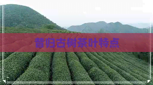 昔归古树茶叶特点