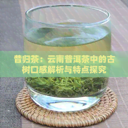 昔归茶：云南普洱茶中的古树口感解析与特点探究