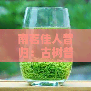 南茗佳人昔归：古树普洱茶的珍稀与价值探究